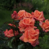 Kako pokriti hibridne čajne ruže za zimu